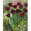 Tulipan Gorilla - strzępiasty - opak. 5 szt.