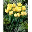Tulipan Montreux - pełny - opak. 5 szt.