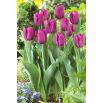 Tulipan Purple Prince - opak. 5 szt.