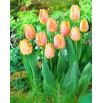 Tulipan Salmon Prince - opak. 5 szt.