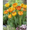 Tulipan Sunlover - opak. 5 szt.