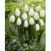 Tulipan White Prince - opak. 5 szt.