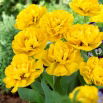 Tulipan Yellow Pomponette - pełny - opak. 5 szt.