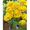 Tulipan Yellow Pomponette - pełny - opak. 5 szt.