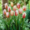 Tulipan Carnaval de Rio - opak. 5 szt.