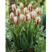 Tulipan Carnaval de Rio - opak. 5 szt.