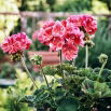 Pelargonia Raspberry Ripple - łososioworóżowa z czerwonymi plamkami, pstra
