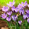 Krokus Spring Beauty - 10 szt.