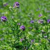 Lucerna siewna Gea - 1 kg