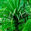 Dracena smocza