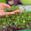 Microgreens - Kalarepa - młode listki o unikalnym smaku