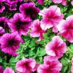 Petunia niska Żyłkowana - mieszanka
