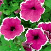 Petunia ogrodowa Iluzja - różowa