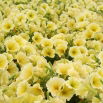 Petunia ogrodowa - Kaskada żółta