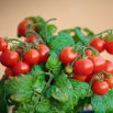 Pomidor Balkoni Red F1 - balkonowy