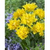 Tulipan Yellow Spider - opak. 5 szt.