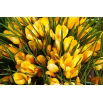 Krokus Golden Yellow - 10 szt.
