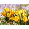 Krokus Golden Yellow - 10 szt.