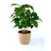 Doniczka Coubi Duo śr. 15 cm - Kawowy