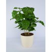 Doniczka Coubi Duo śr. 15 cm - Kremowa