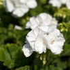 Pelargonia biała