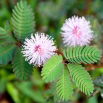 Mimoza