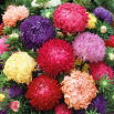 Aster peoniowy - mieszanka