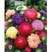 Aster peoniowy - mieszanka