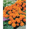 Aksamitka Petite Orange - rozpierzchła