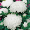 Aster peoniowy - biały