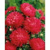 Aster peoniowy - czerwony