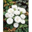 Aster - Milady White