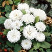 Aster - Milady White