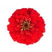 Cynia wytworna Liliput Scarlet Gem - szkarłatna