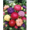 Aster - Duchesse - mieszanka