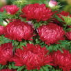 Aster - Duchesse - czerwony