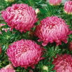 Aster - Duchesse - różowy