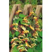 Mina - Mina lobata