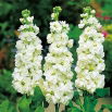 Lewkonia letnia Excelsior Avalanche