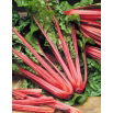 Burak liściowy Rhubarb Chard - czerwony
