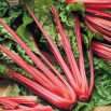 Burak liściowy Rhubarb Chard - czerwony