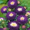 Aster - Belstead Supreme