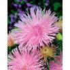 Aster igiełkowy Figaro