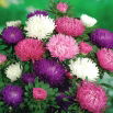 Aster - King Size - wysoki, nawet do 100 cm