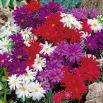 Aster karłowy Pepite - mieszanka
