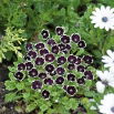 Porcelanka Penny Black