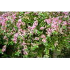 Krzewuszka cudowna - Nana Variegata - sadzonka