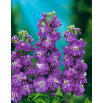 Lewkonia letnia Excelsior Miracle mid blue