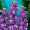 Lewkonia letnia Excelsior Miracle mid blue