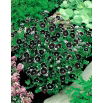 Porcelanka Penny Black